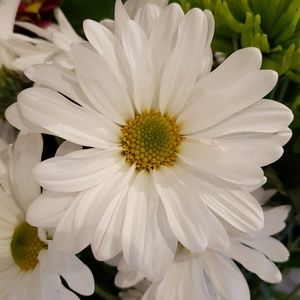 Meet your Posher, Dora